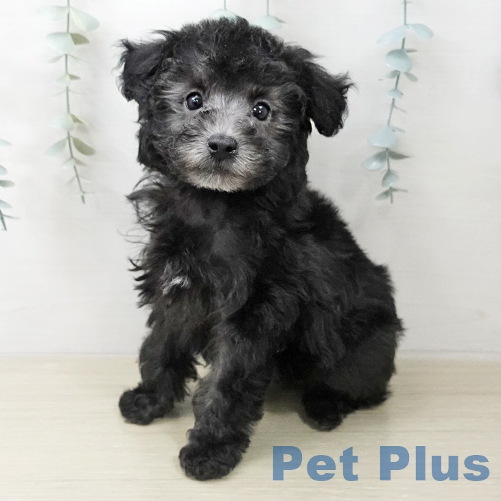 トイ・プードル