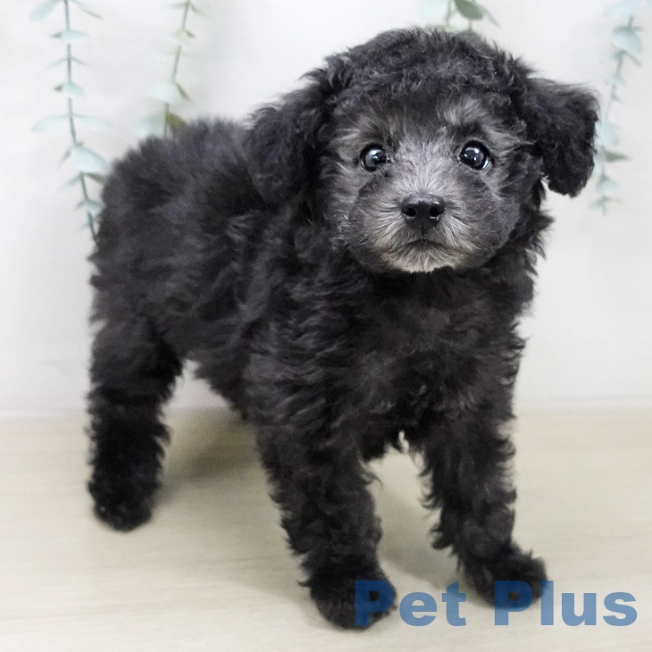 トイ・プードルの写真2