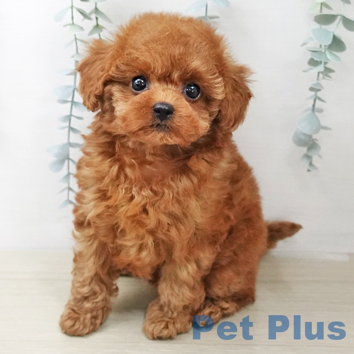 トイ・プードル