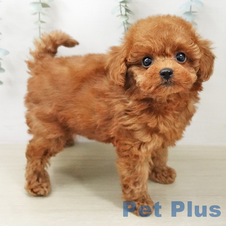 トイ・プードルの写真2