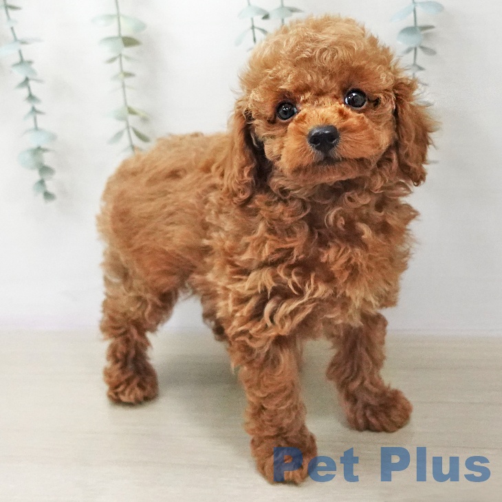 トイ・プードル