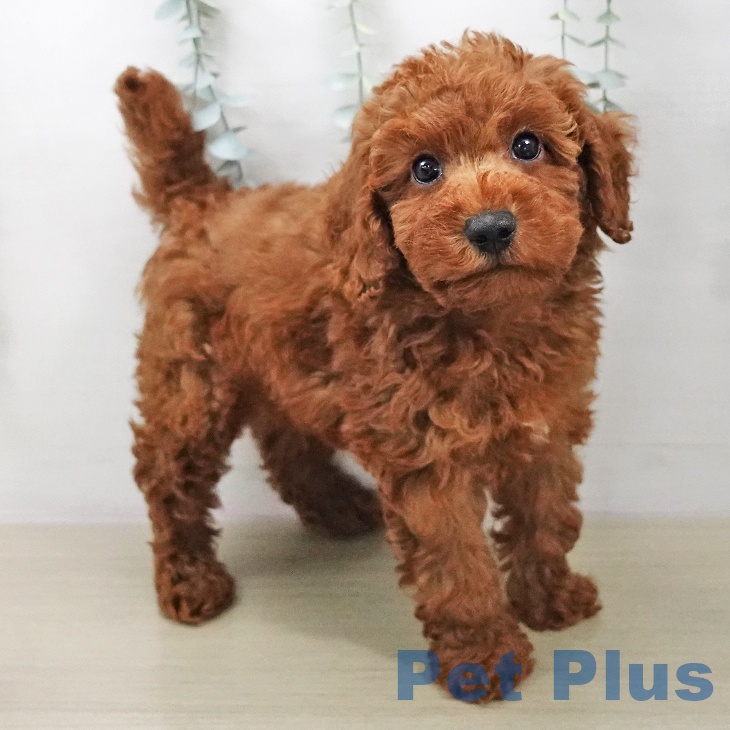 トイ・プードル