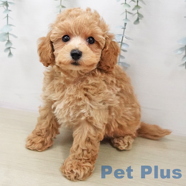 トイ・プードルの写真2