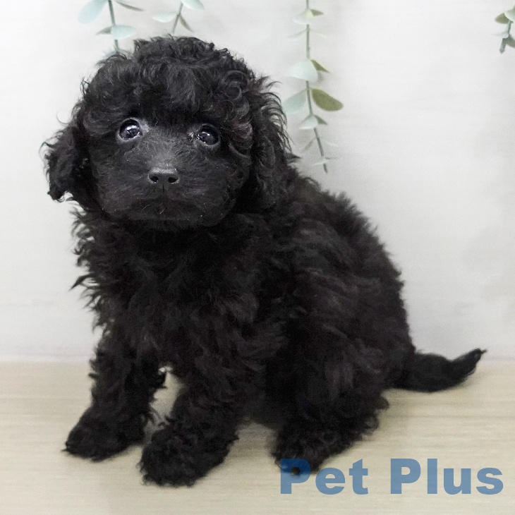 トイ・プードル