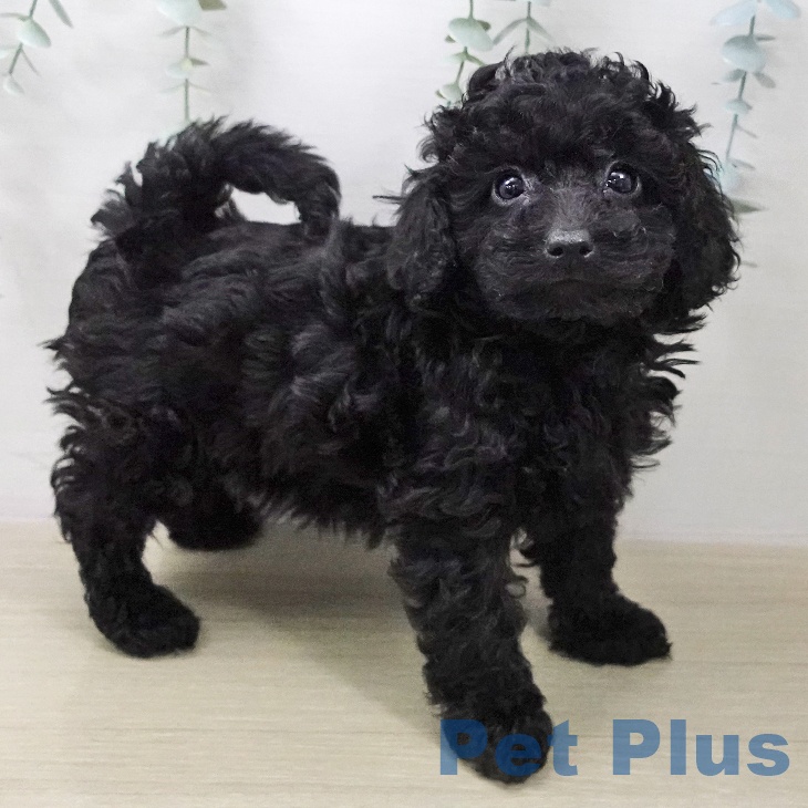 トイ・プードル