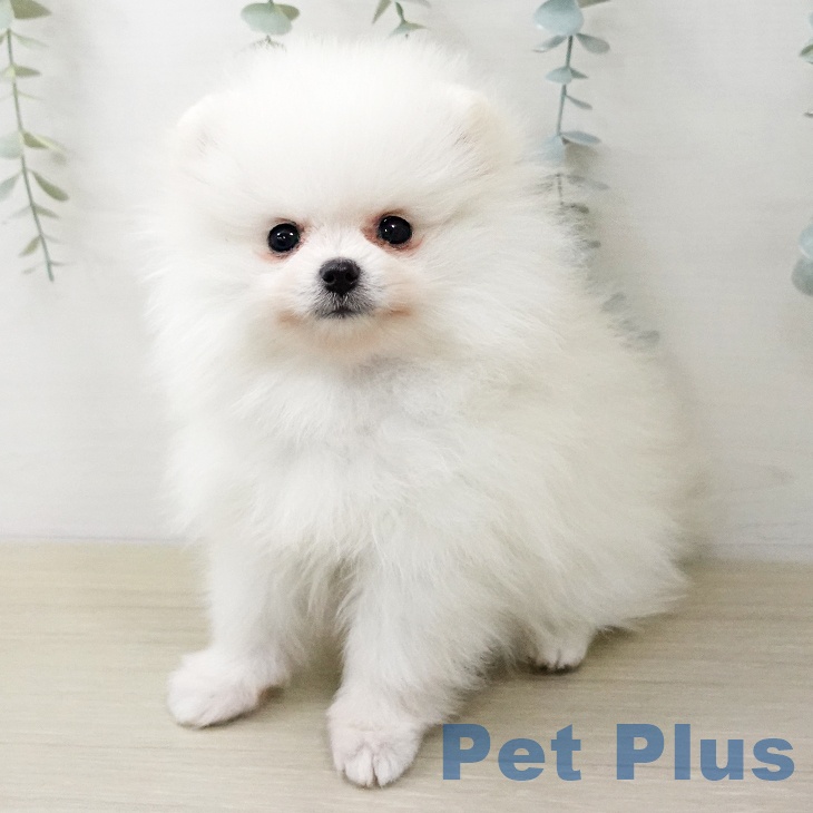 ポメラニアンの写真2