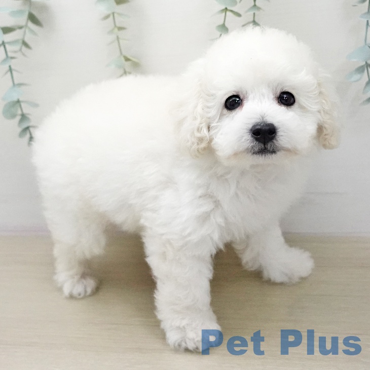 トイ・プードル