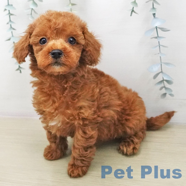 トイ・プードル