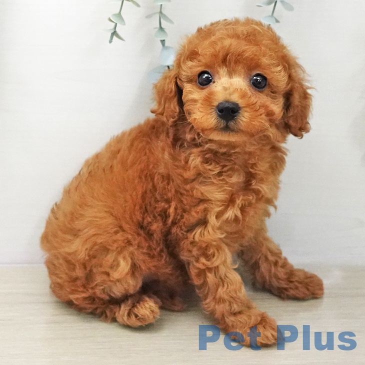 トイ・プードル