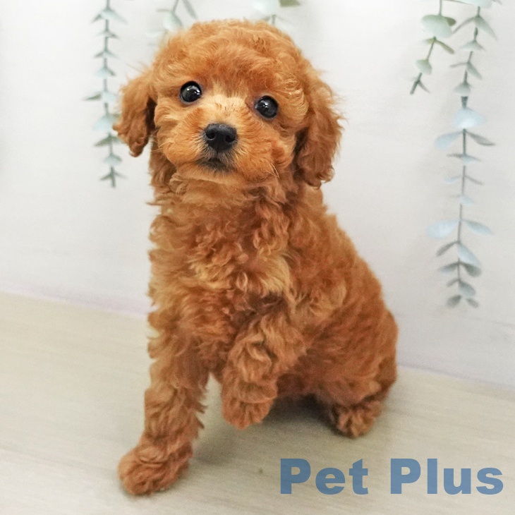 トイ・プードルの写真2