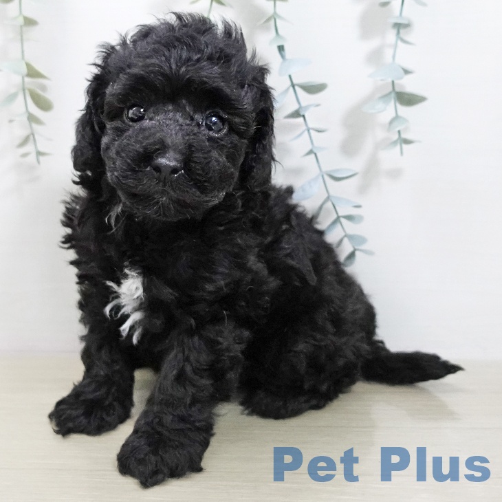 トイ・プードル