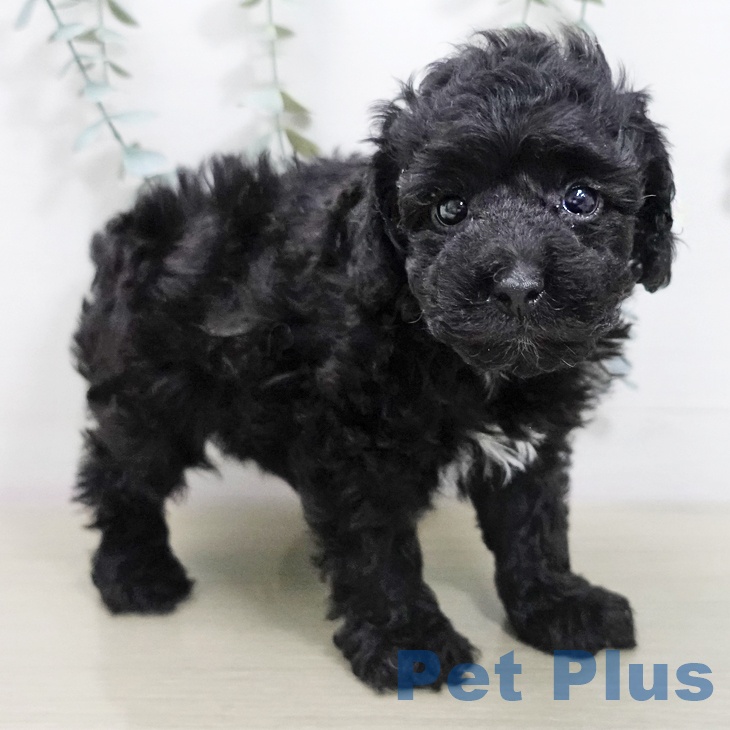 トイ・プードルの写真2