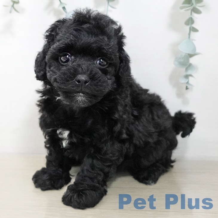 トイ・プードル