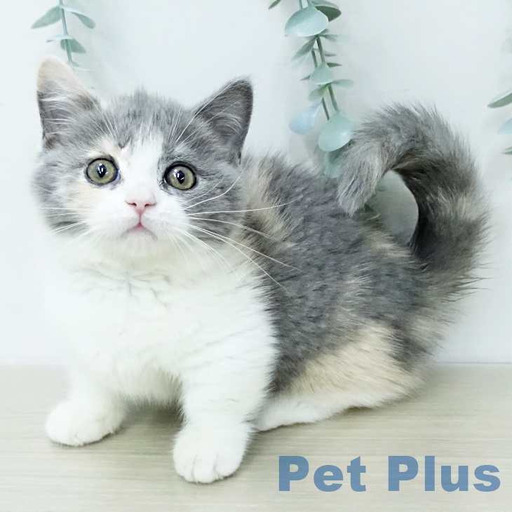 マンチカンの写真2