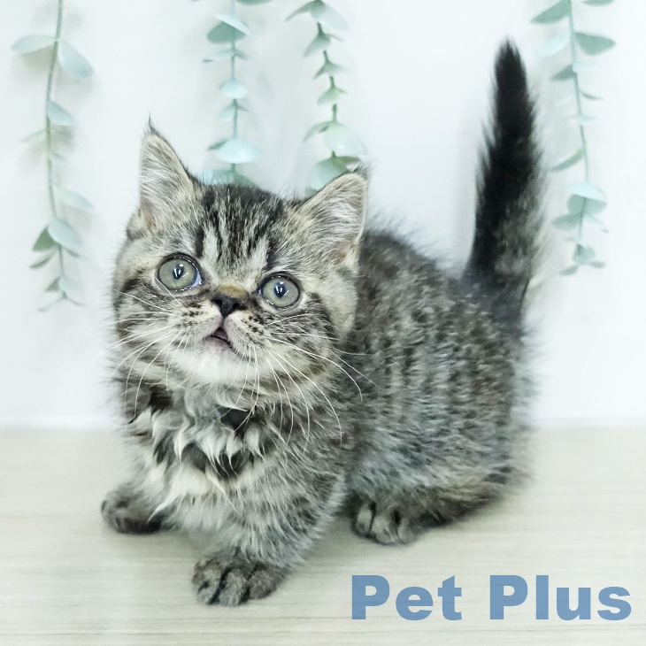 ミヌエットの写真2