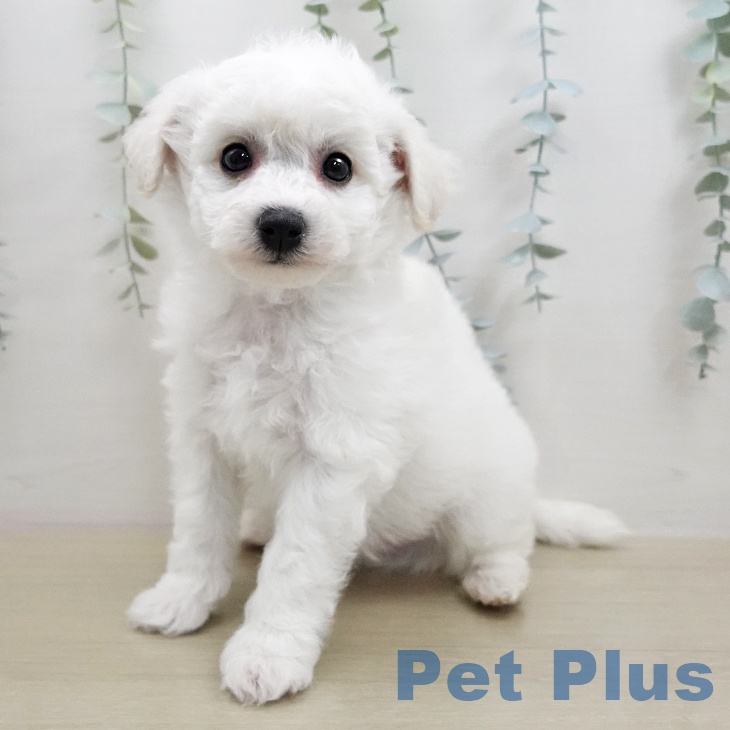 ビション・フリーゼ