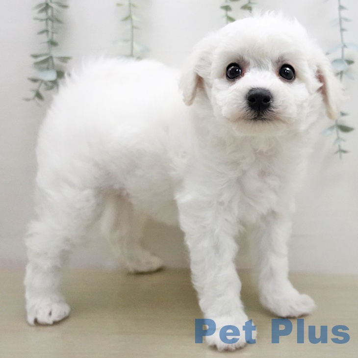 ビション・フリーゼ