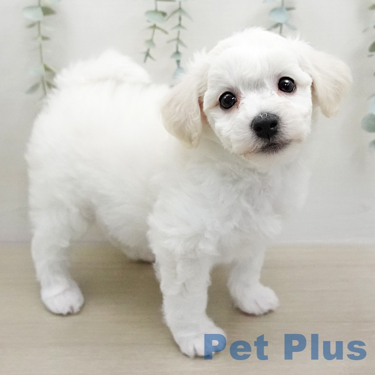 ビション・フリーゼ