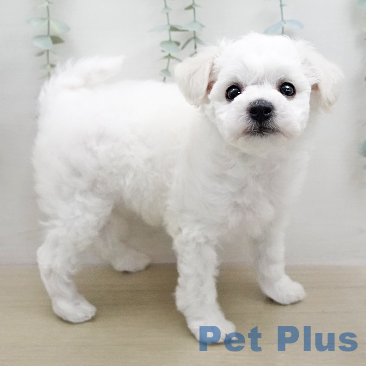 ビション・フリーゼの写真2