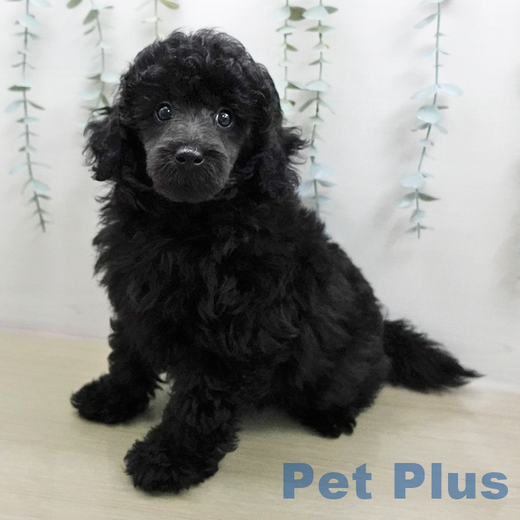 トイ・プードル