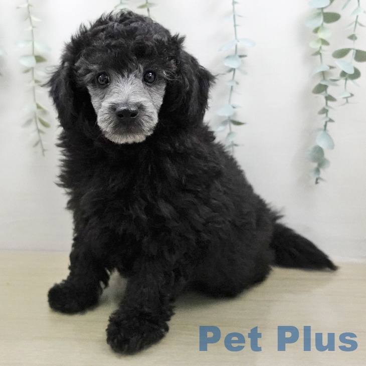 トイ・プードル