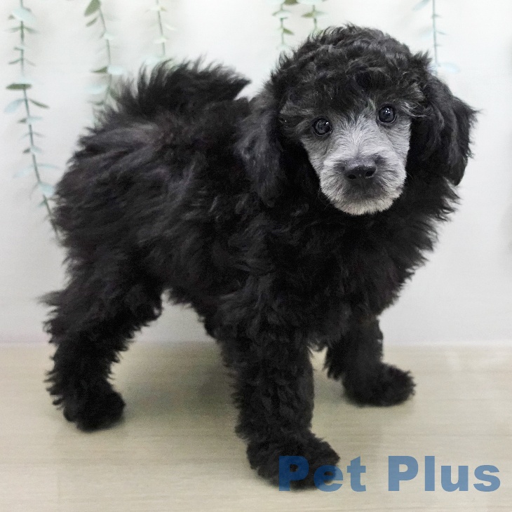 トイ・プードル