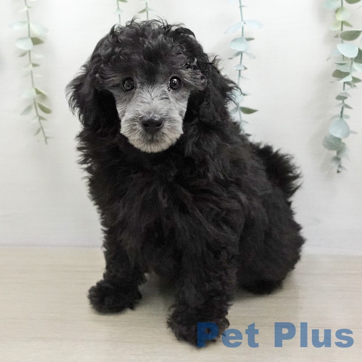 トイ・プードル