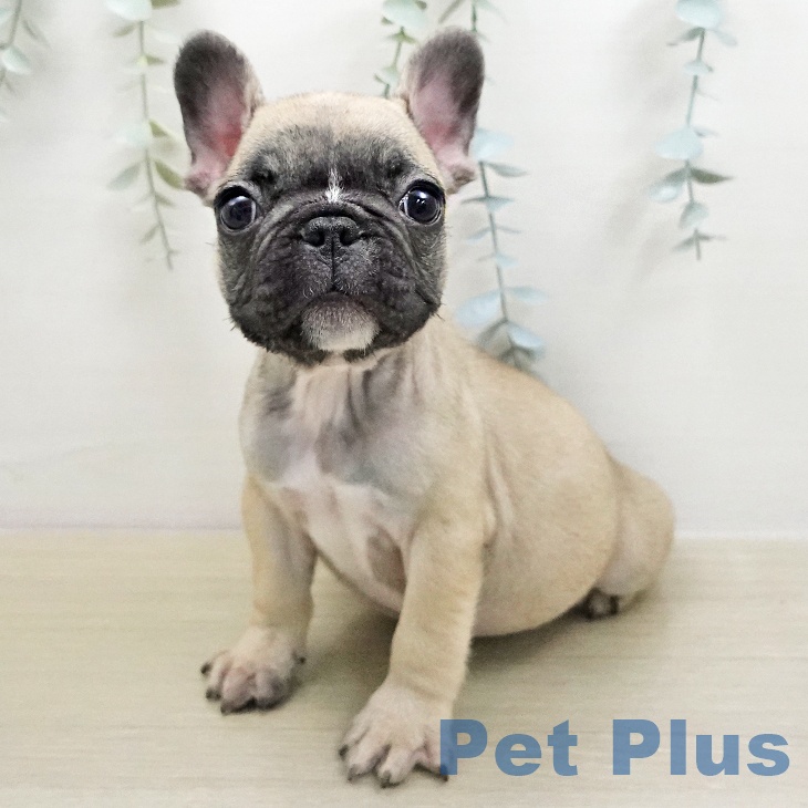 フレンチ・ブルドッグ