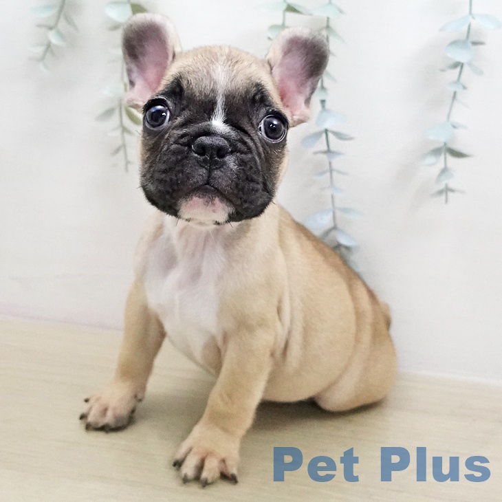 フレンチ・ブルドッグ