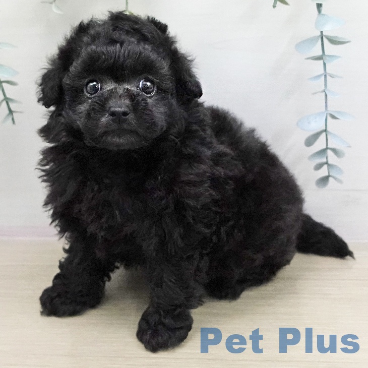 トイ・プードル