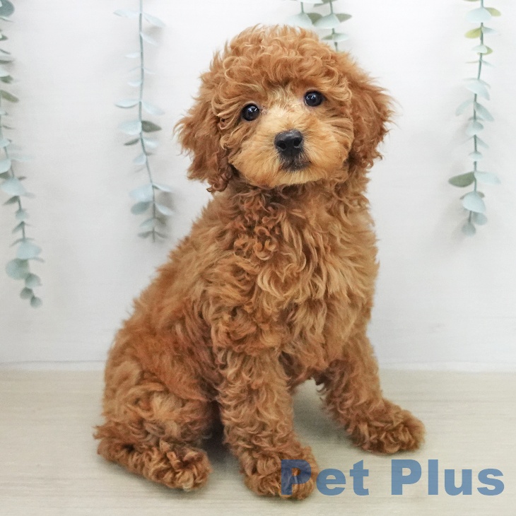 トイ・プードル