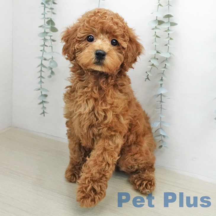 トイ・プードルの写真2