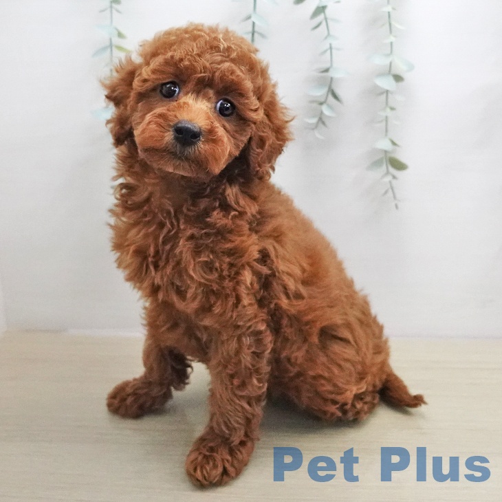 トイ・プードル