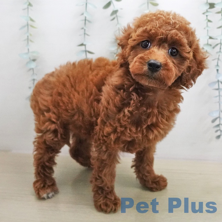 トイ・プードルの写真2