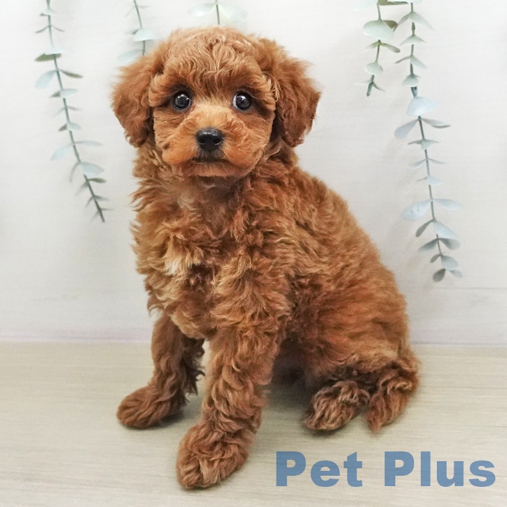 トイ・プードル