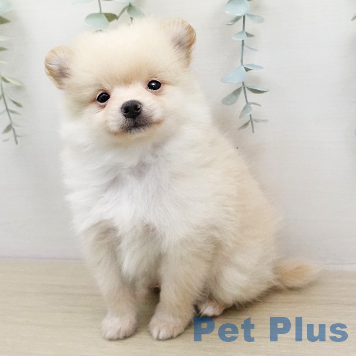 ポメラニアンの写真2