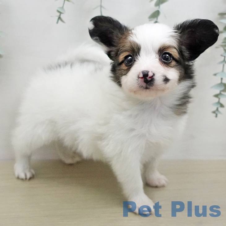 パピヨンの写真2