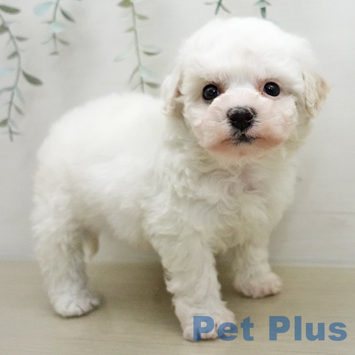 ビション・フリーゼ