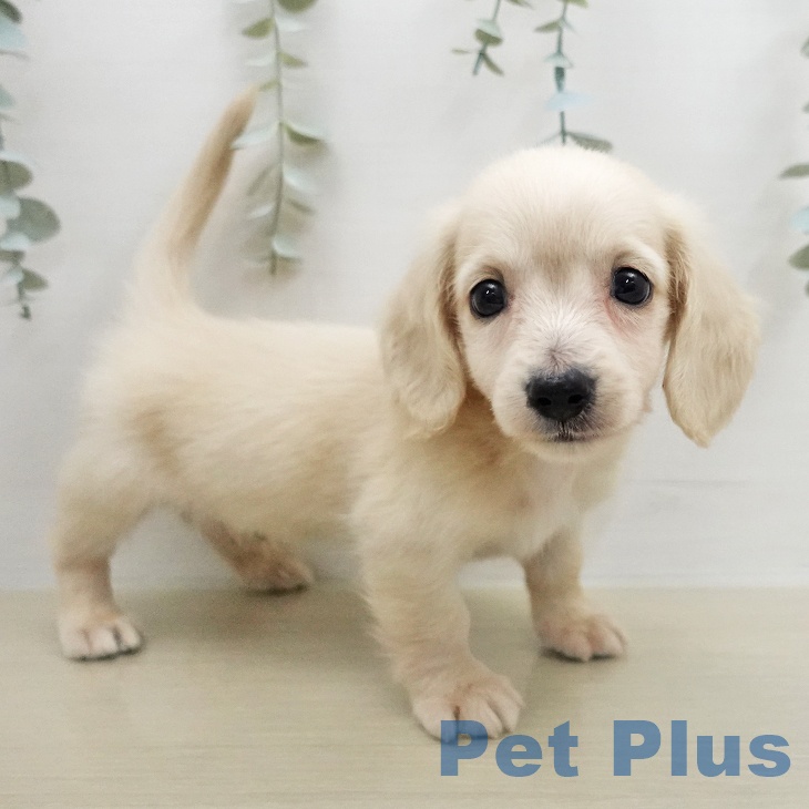 ミニチュア・ダックスフンドの写真2