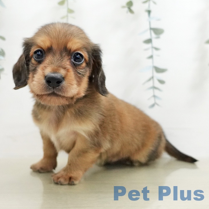 カニーンヘン・ダックスフンド