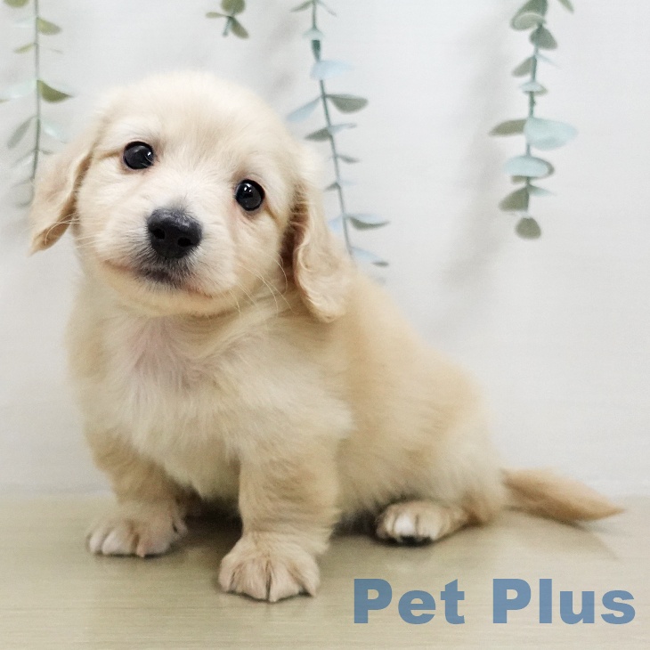 ミニチュア・ダックスフンド