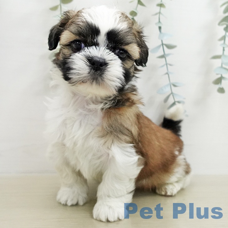 シー・ズーの写真2