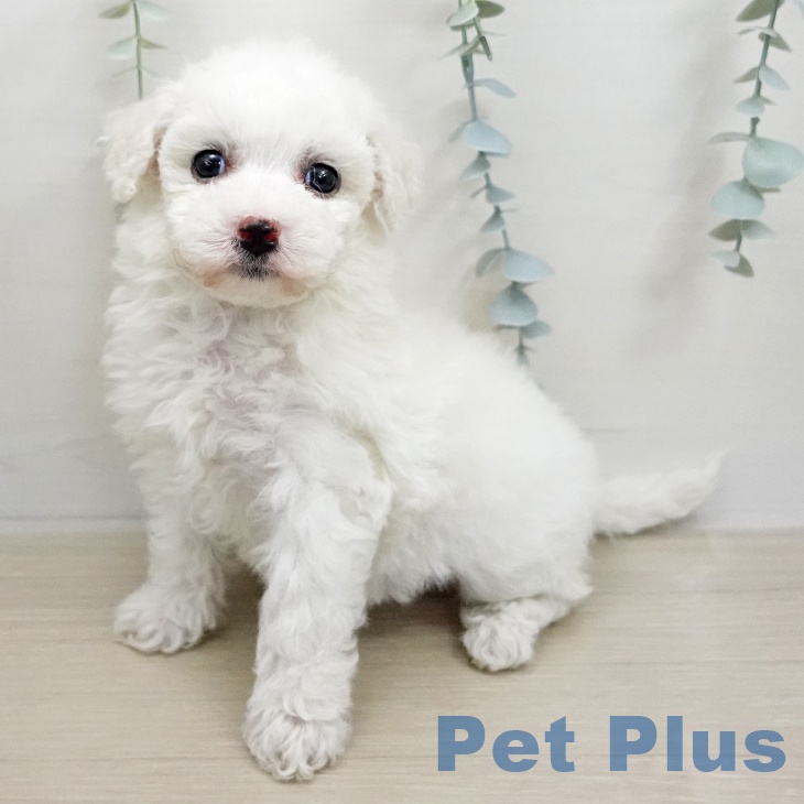 ビション・フリーゼ