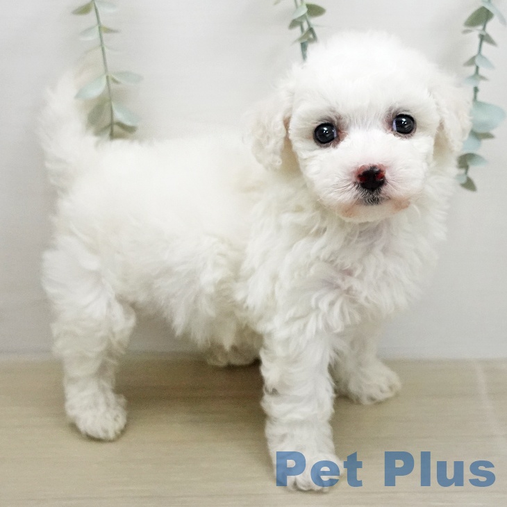 ビション・フリーゼの写真2