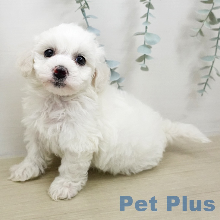 ビション・フリーゼ