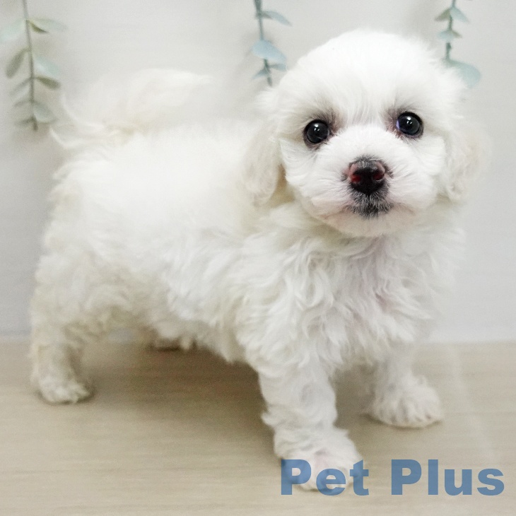 ビション・フリーゼの写真2