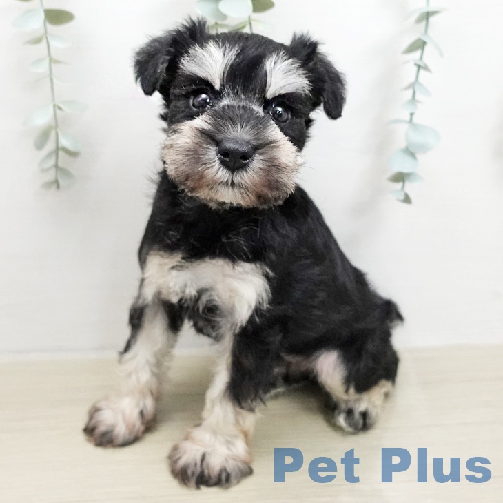 ミニチュア・シュナウザー