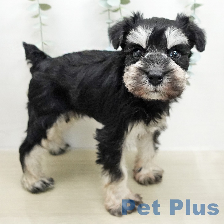 ミニチュア・シュナウザー