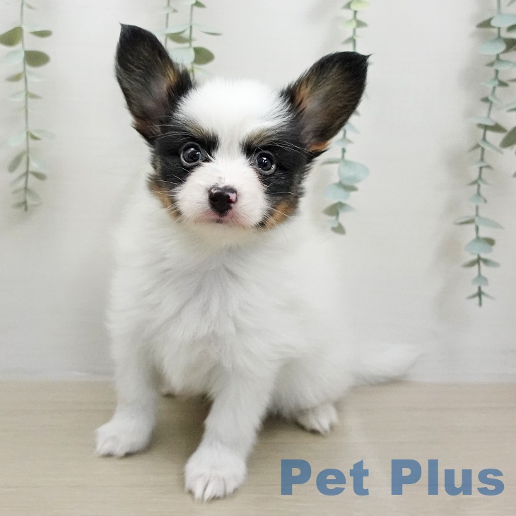 パピヨンの写真2