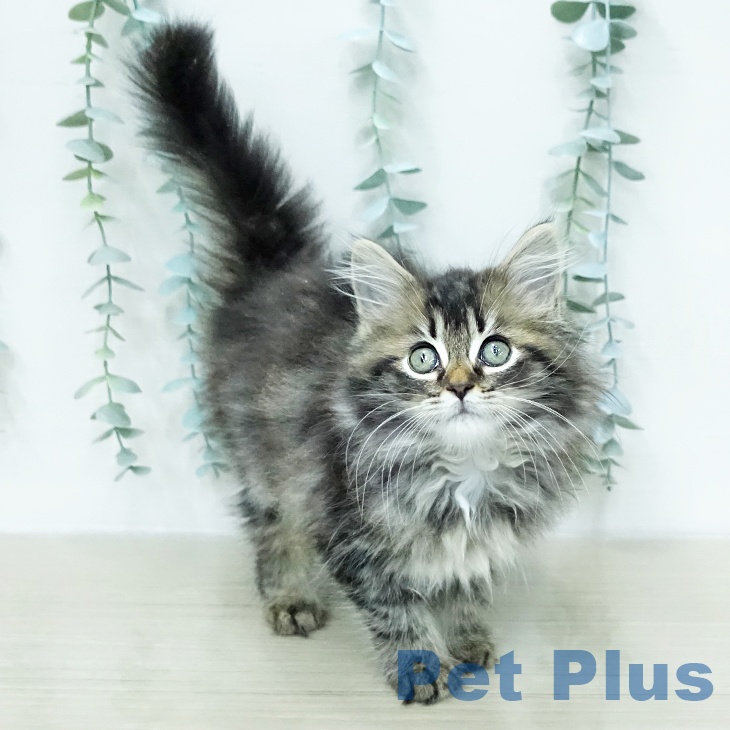 サイベリアンの写真2